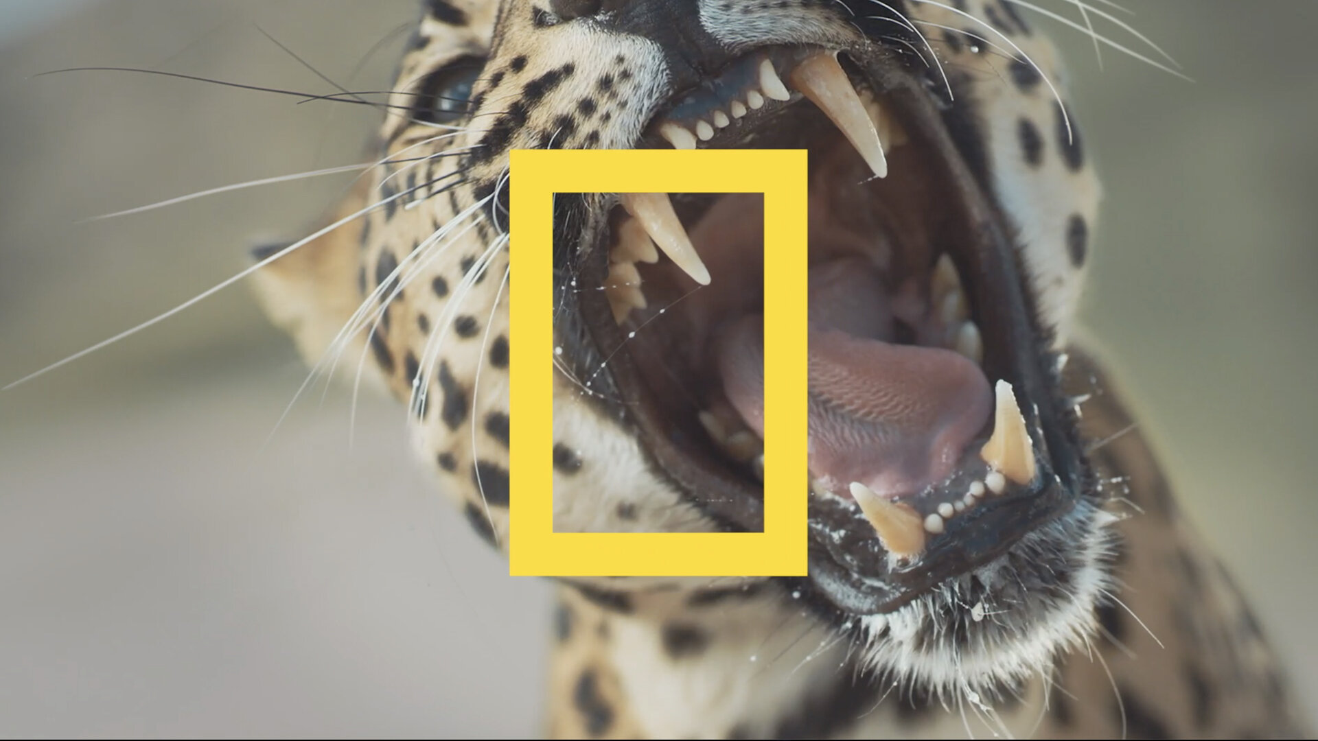 Nat Geo - Big Cat Weekend#Editor