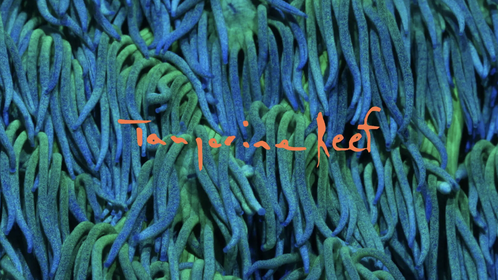Animal Collective - Tangerine Reef#Director, Editor