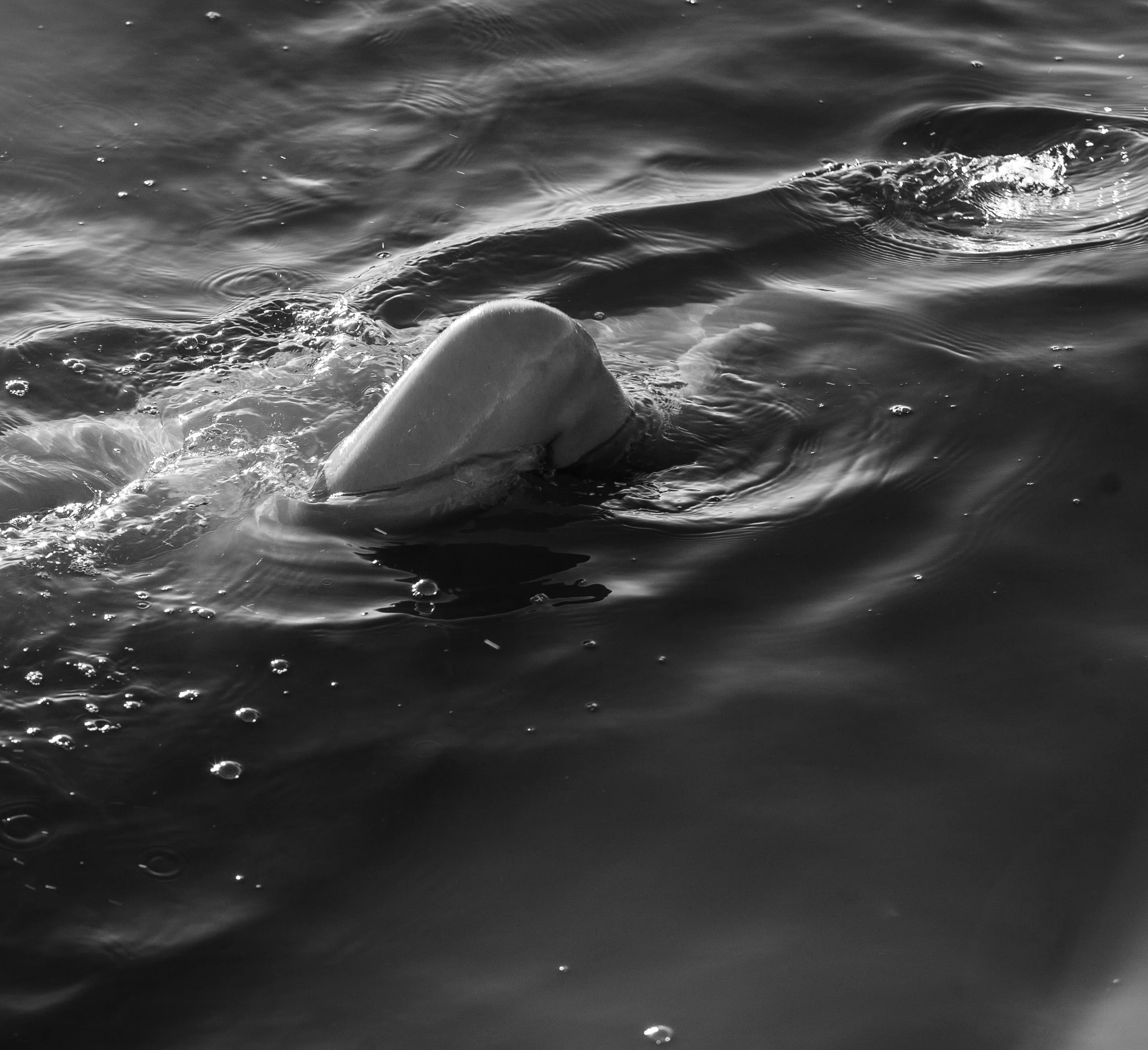 Riptide 5