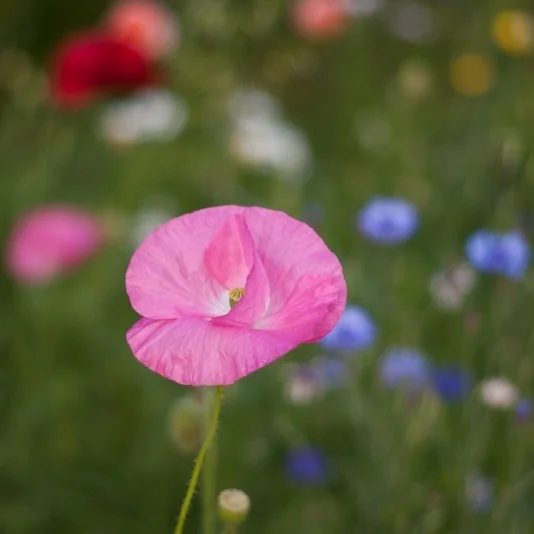 Take a ride on the editing express