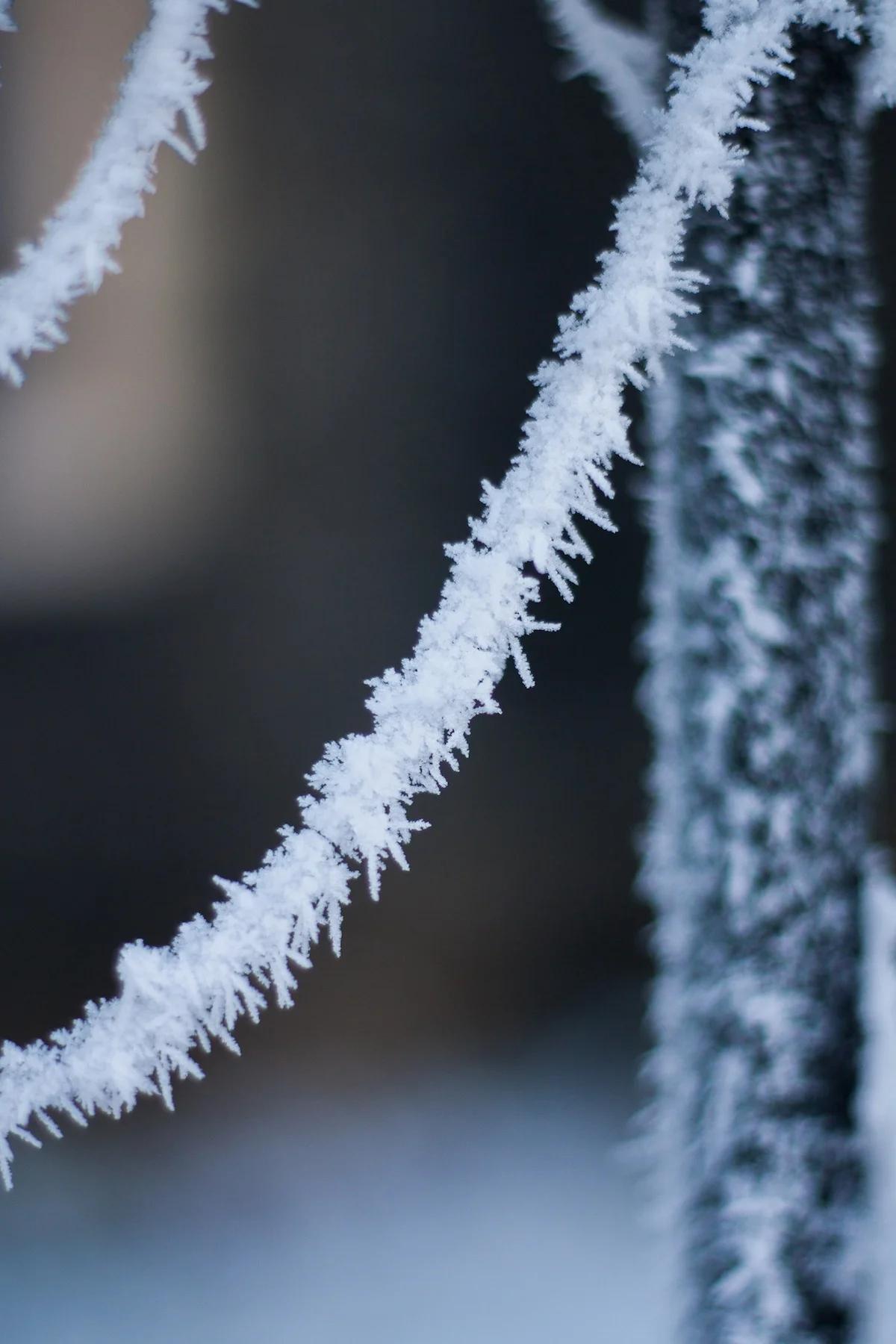 Frosty morning photography