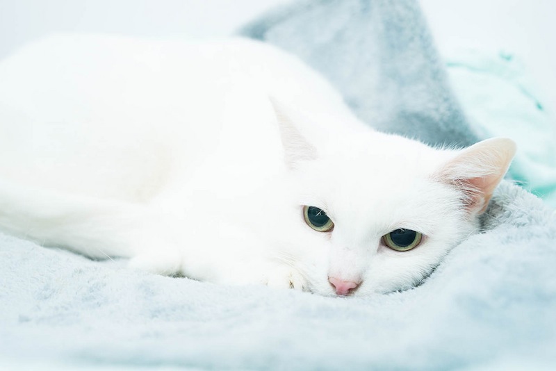 Low-contrast photographs don't have to be boring