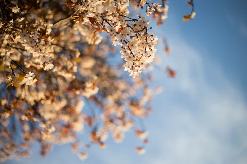 Resolution and pixels and image quality! Oh my! Saving images for the web — Photocritic Photo School