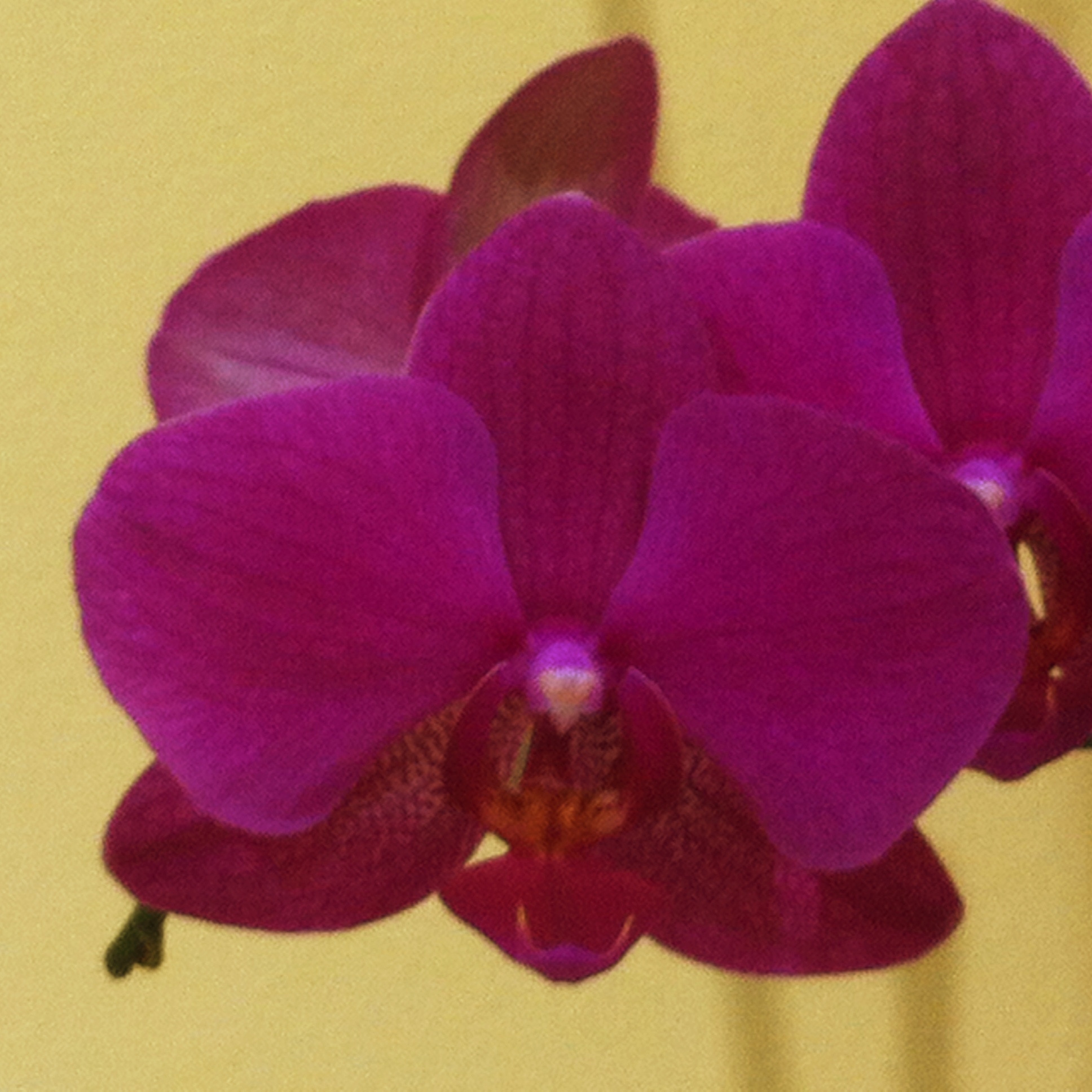 Orchid ii.jpg