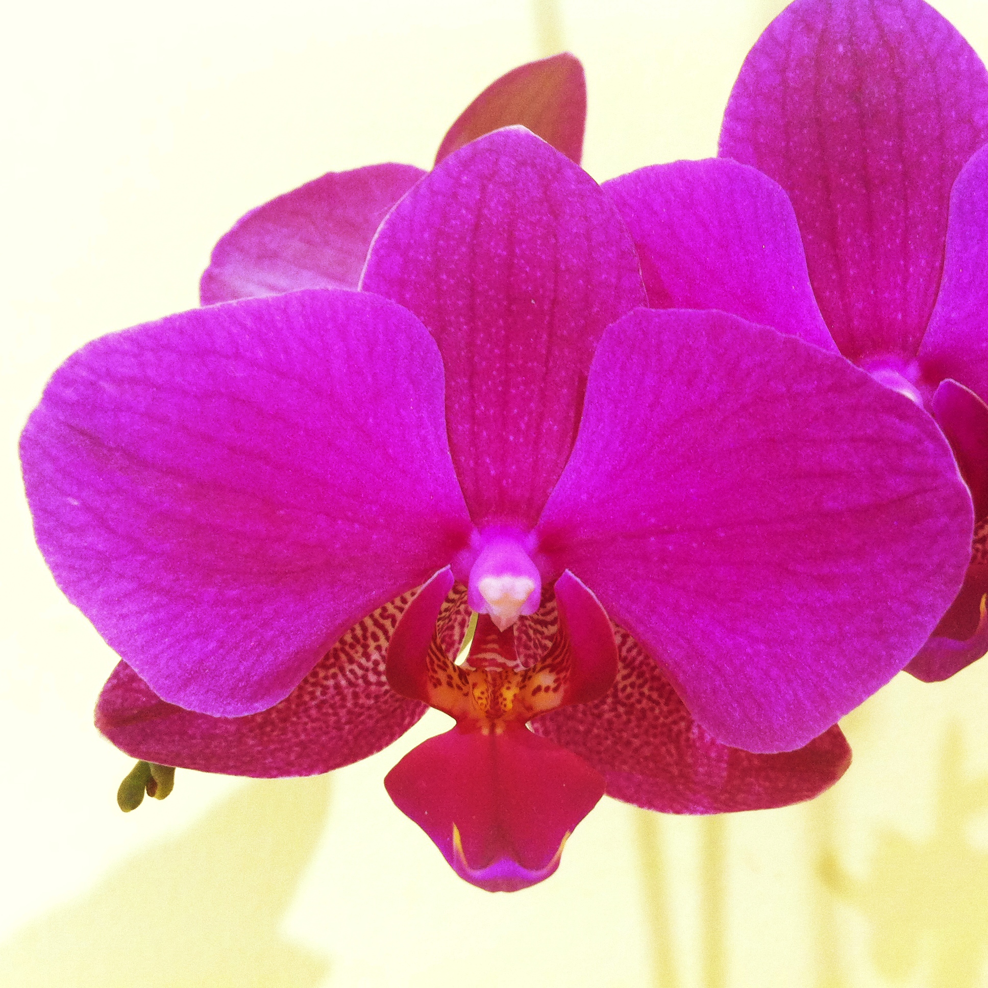 Orchid i.jpg