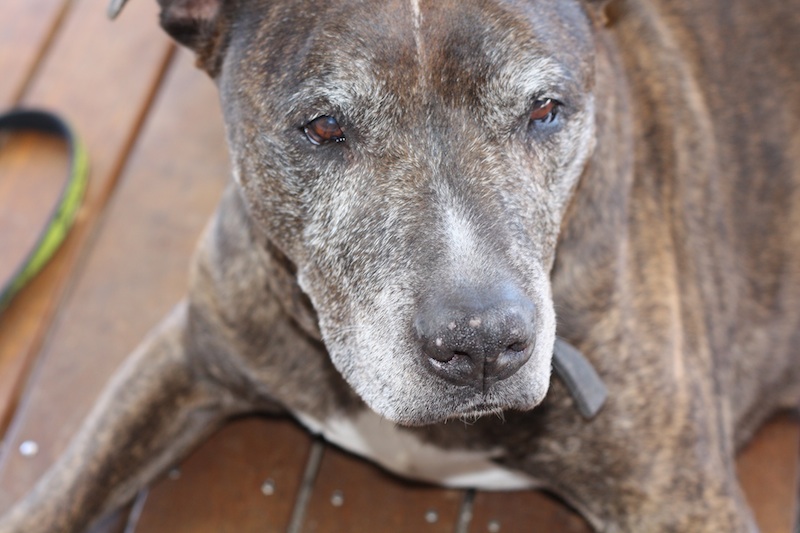 Willis, taken by Tom, age six.