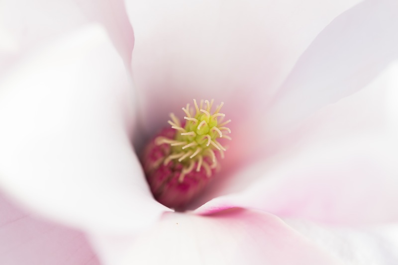 Down into the heart of a magnolia flower. How often do you see that?