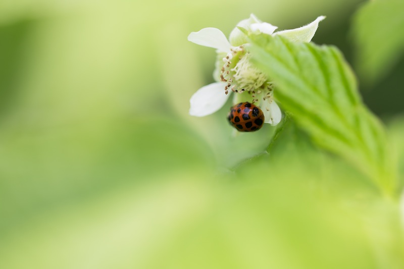 Ladybird meets strawberry flower