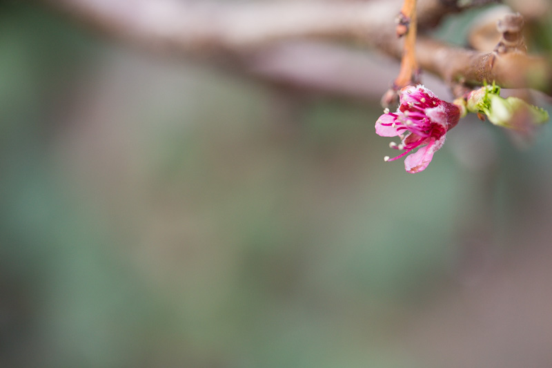 Peach blossom: pink on green