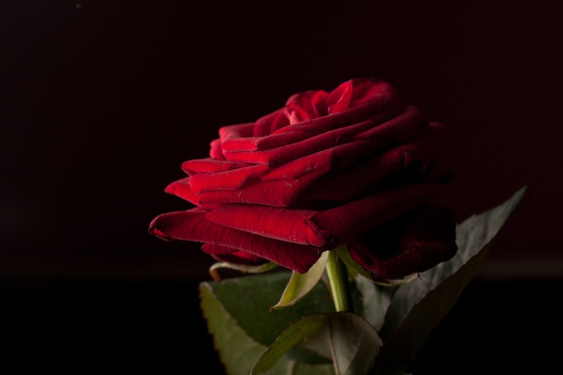 Side-lighting highlights the rose's gorgeous velvety texture