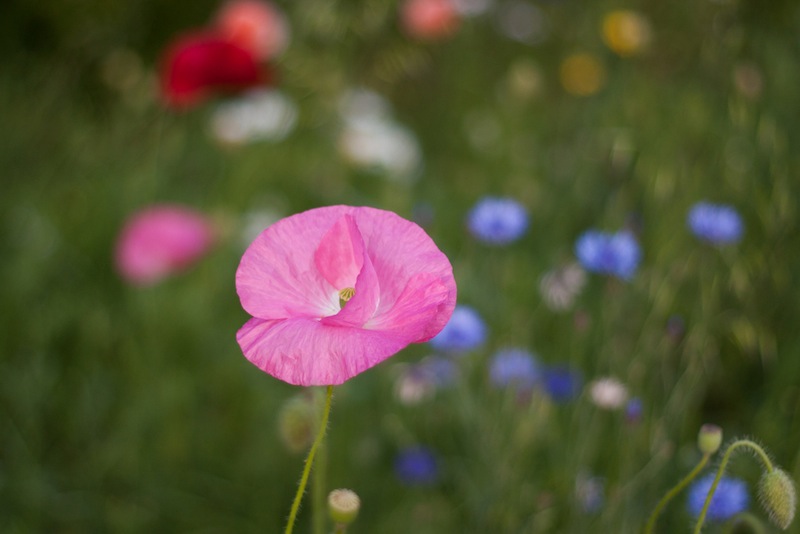 Possibly one of my favourite flower photos