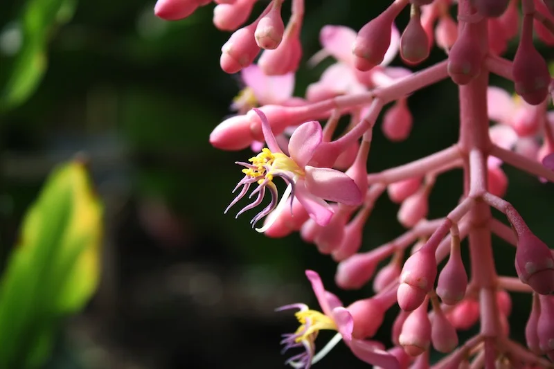 The birds and the bees and the flowers and the trees: 15 pointers for fantastic flower photos