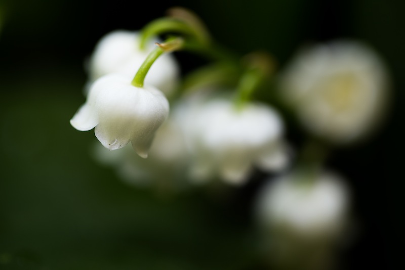 A large aperture and a macro lens meant a very precise point-of-focus
