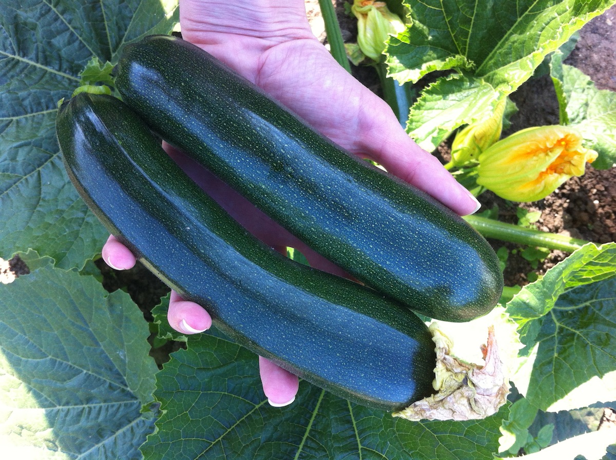 You can see from the bright edges of the frame how I stood between the courgettes and the sun to soften the light