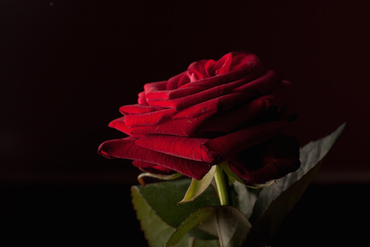 Spot metering helped to expose for the rose, rather than the background