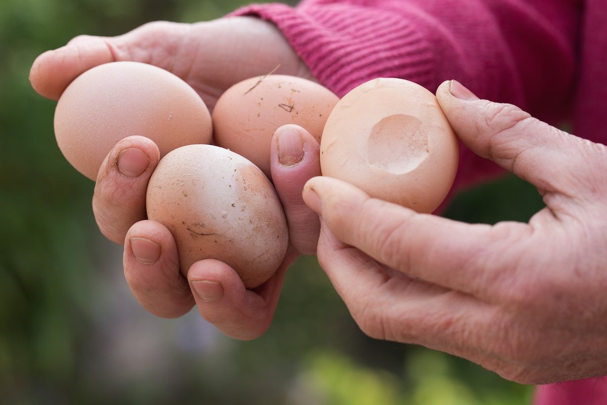 Outdoors meant perfect light for freshly laid eggs