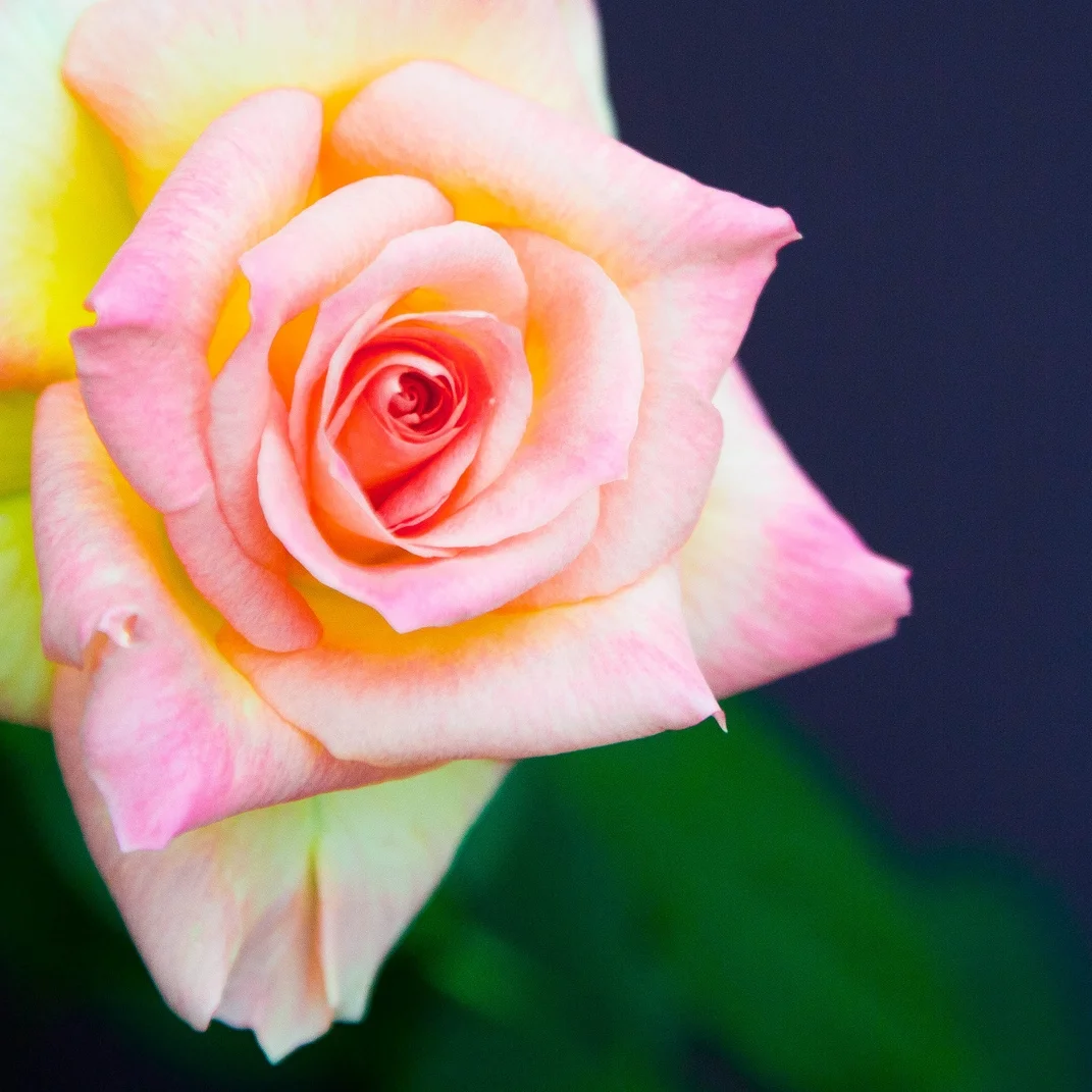 Welcome to Photocritic — Photocritic Photo School