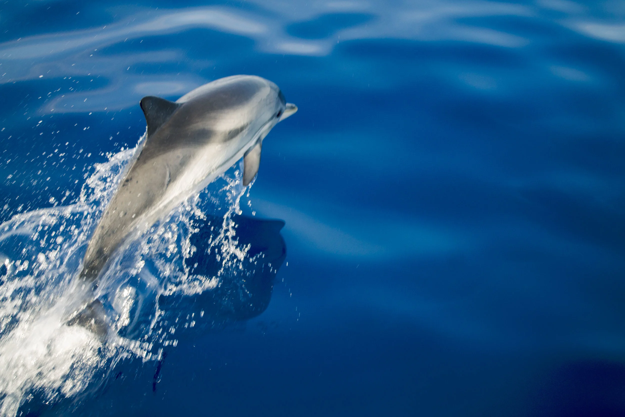 IMG_0826dolphin.JPG
