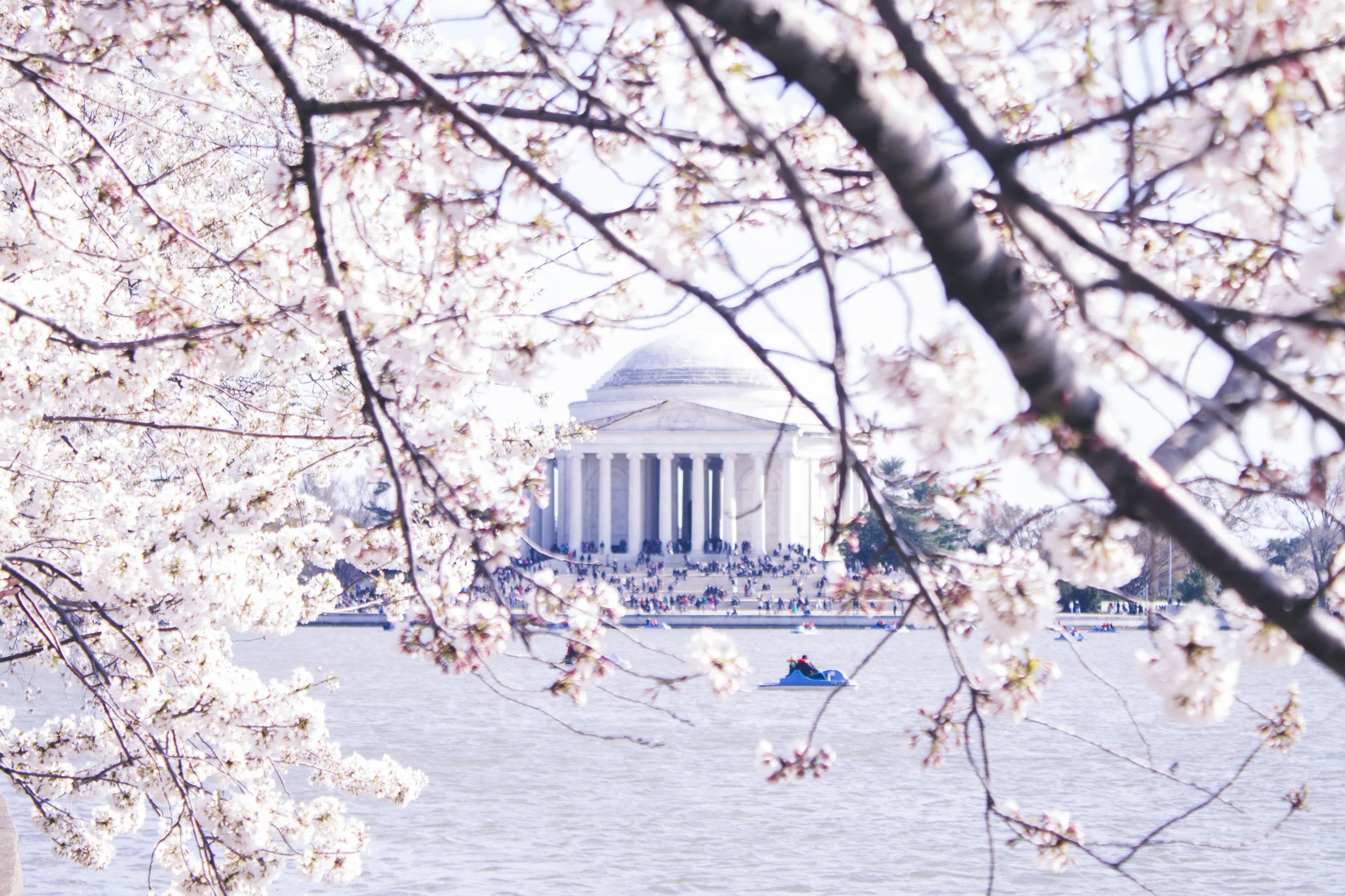 The Jefferson Memorial framed by DC's cherry blossoms