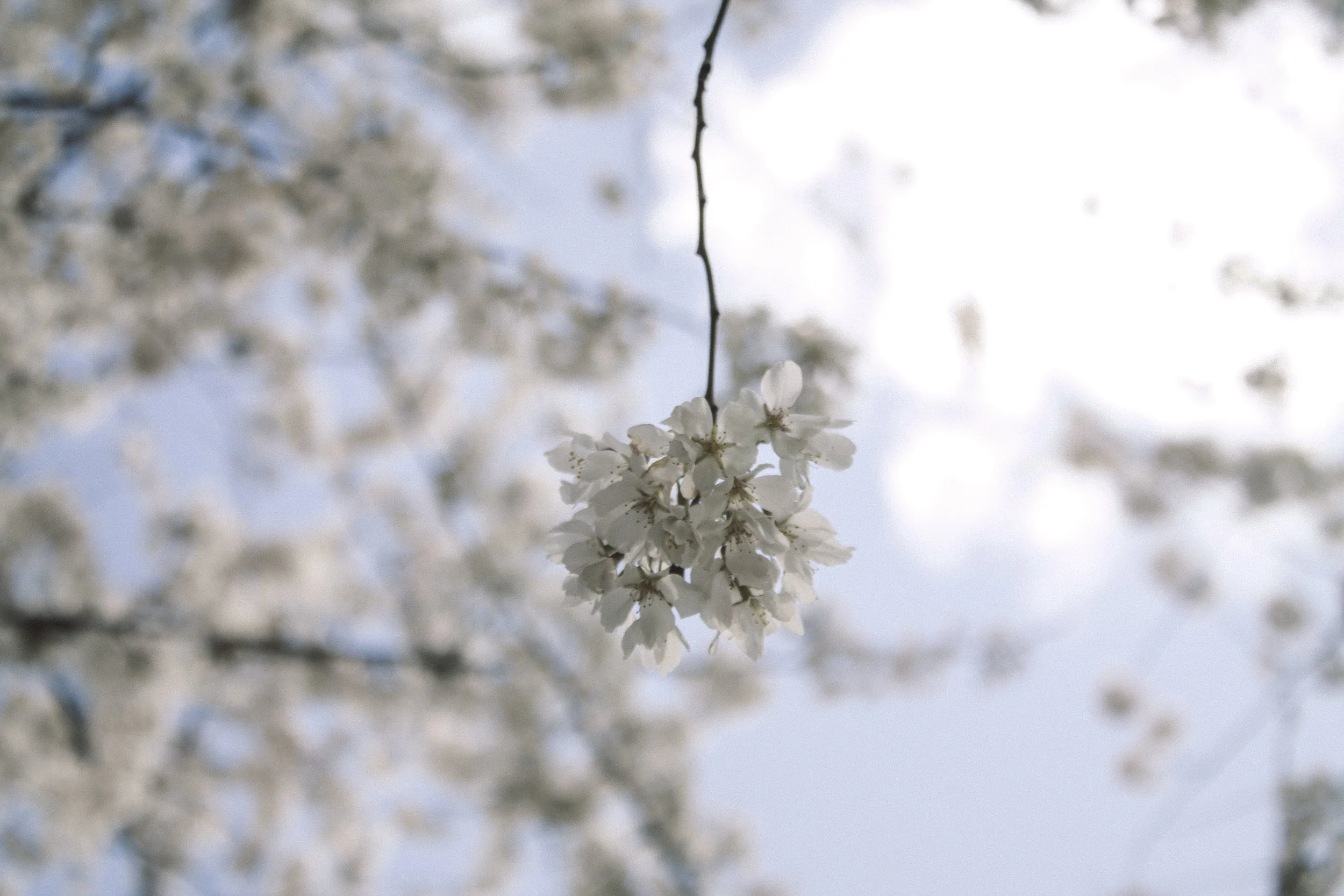 Cherry blossoms, Washington, DC