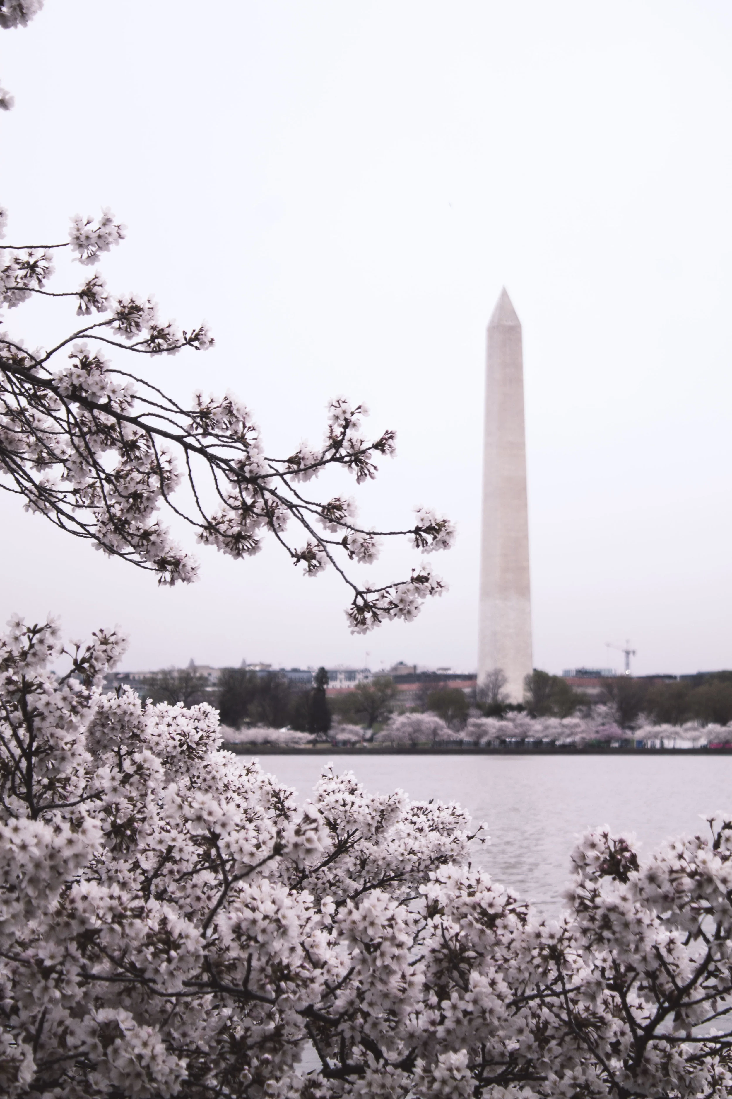 The Washington Monument and cherry blossoms in Washington, DC