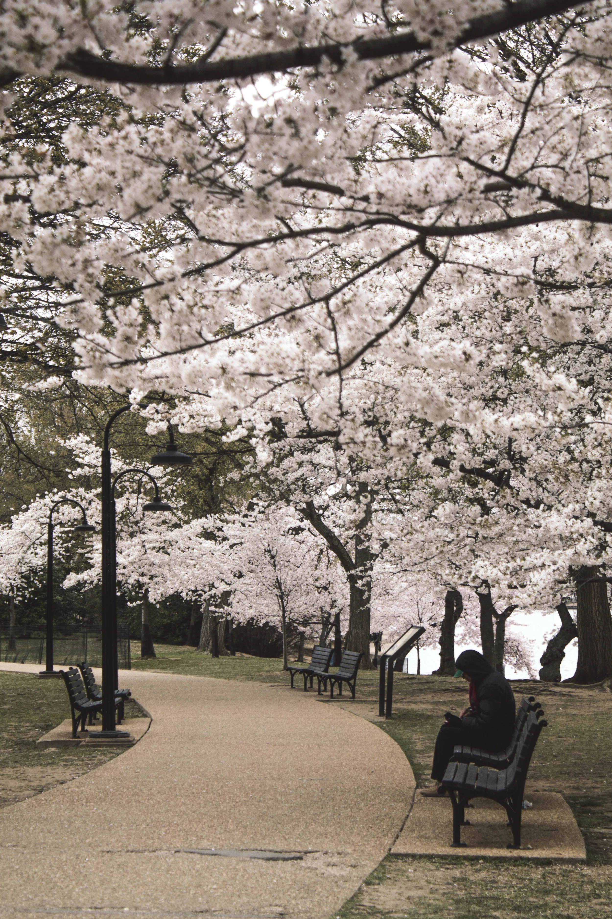 Cherry blossoms along DC's Tidal Basin