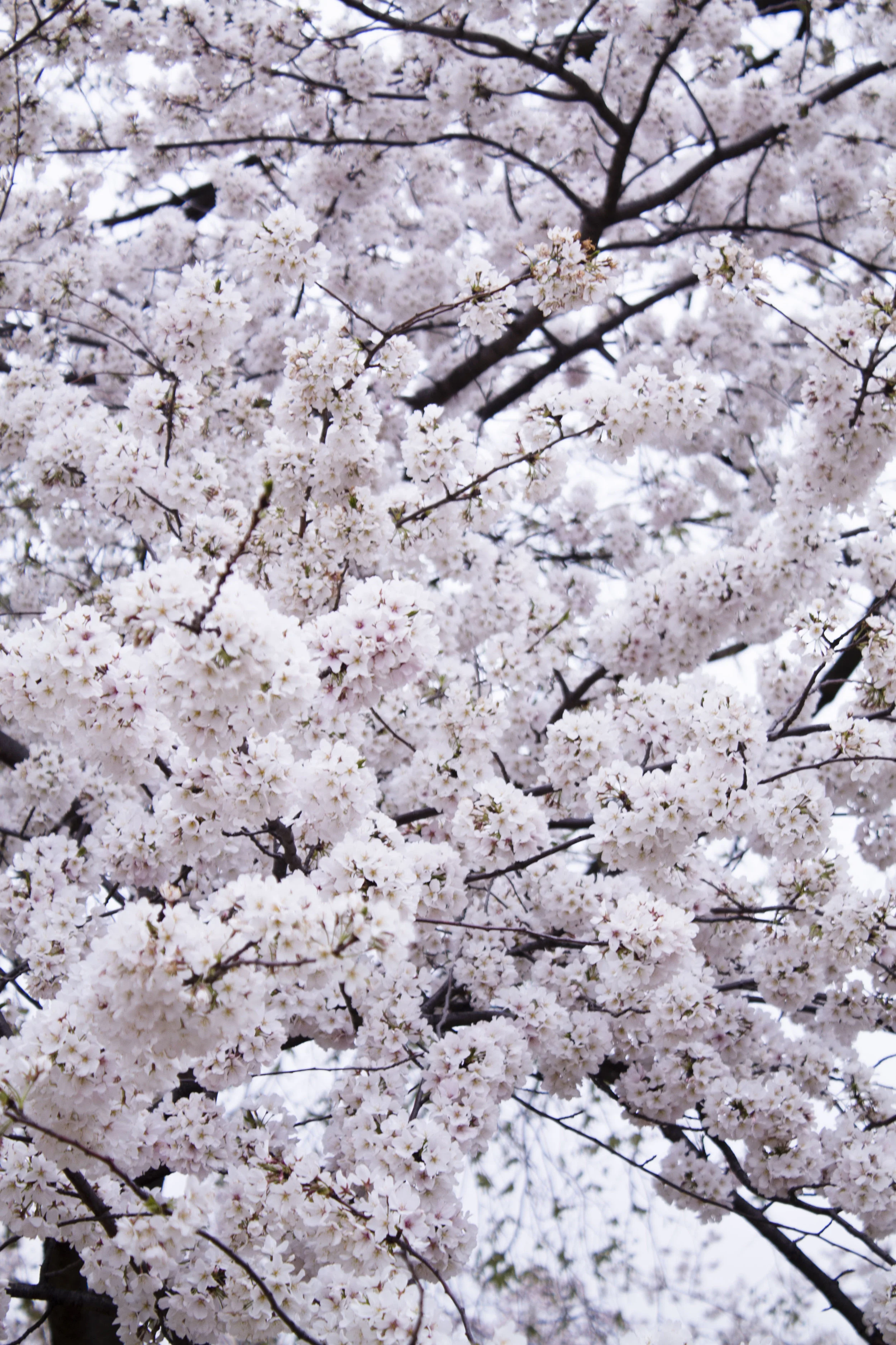 Photo Diary: DC's Cherry Blossoms