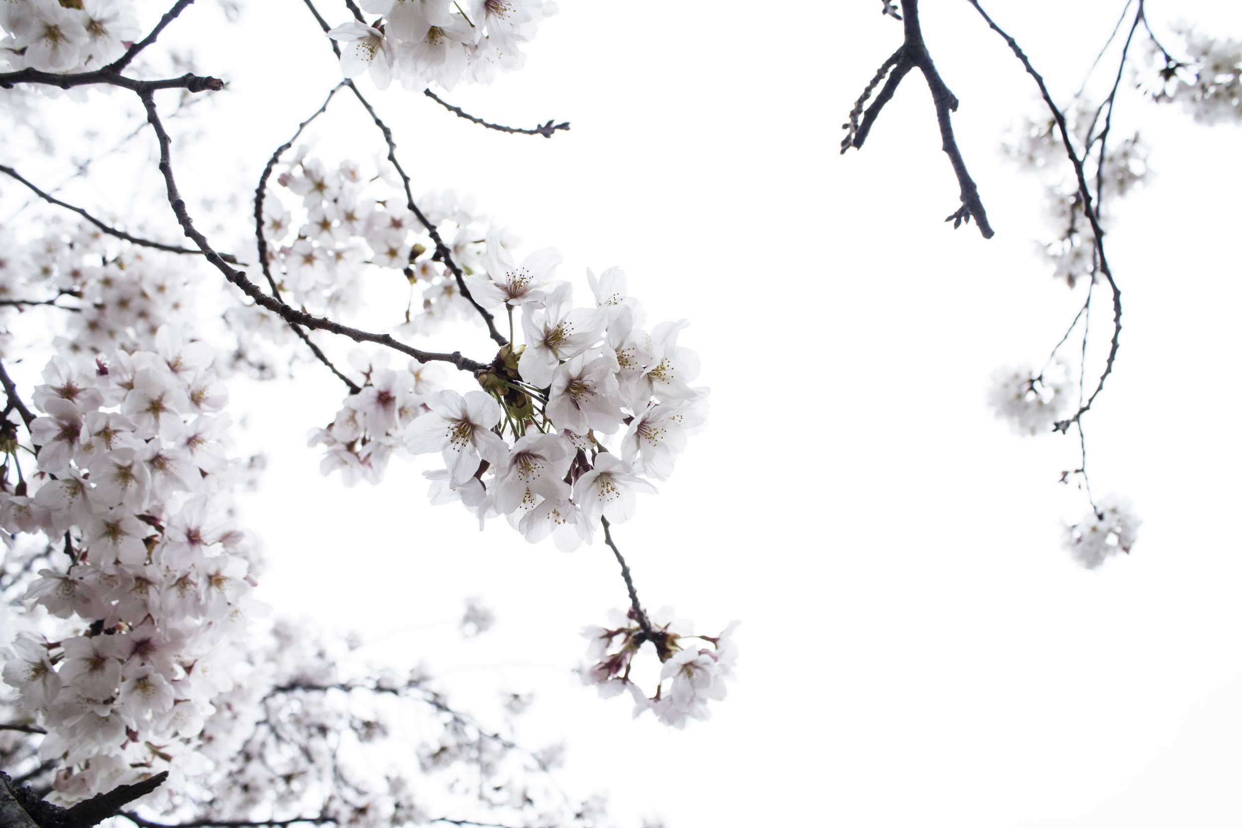 Cherry blossoms in Georgetown, Washington, DC