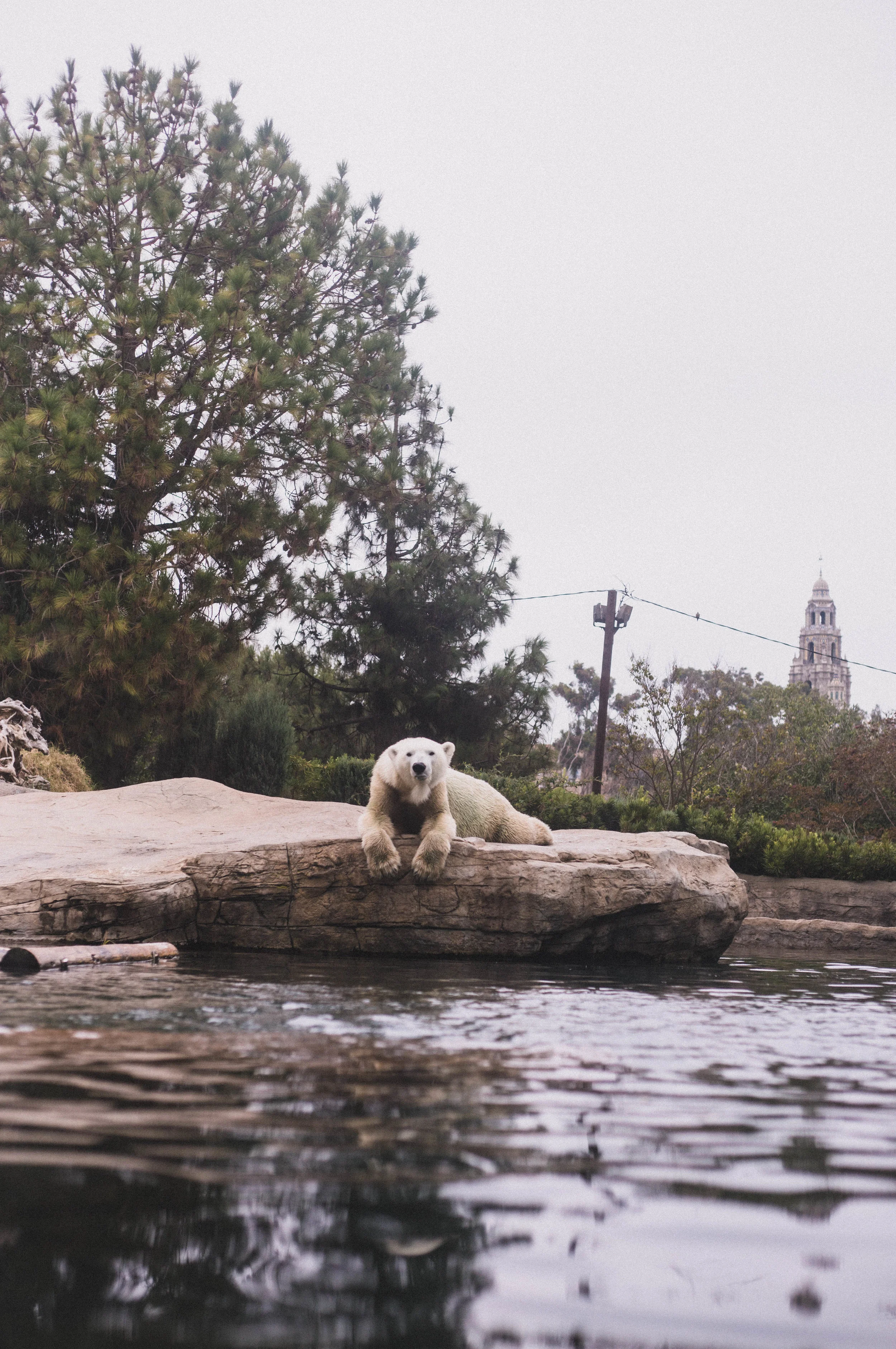 Polar Bear Exhibit at the San Diego Zoo (City Guide to San Diego)