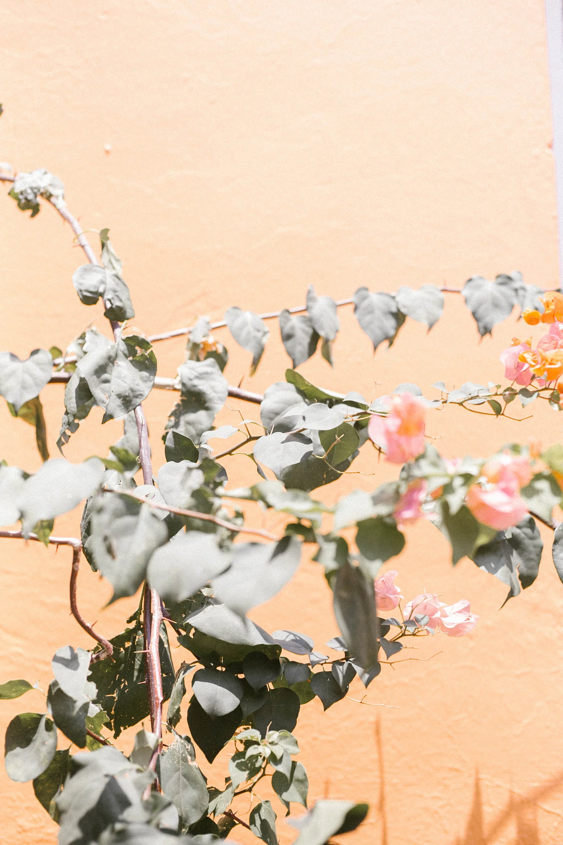 Flowers | Isla Grande, Colombia