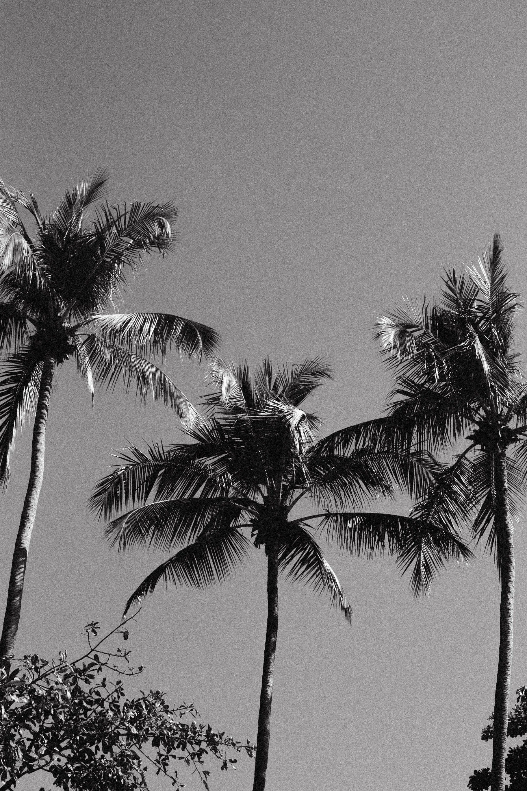 Palm Trees | Montezuma, Costa Rica