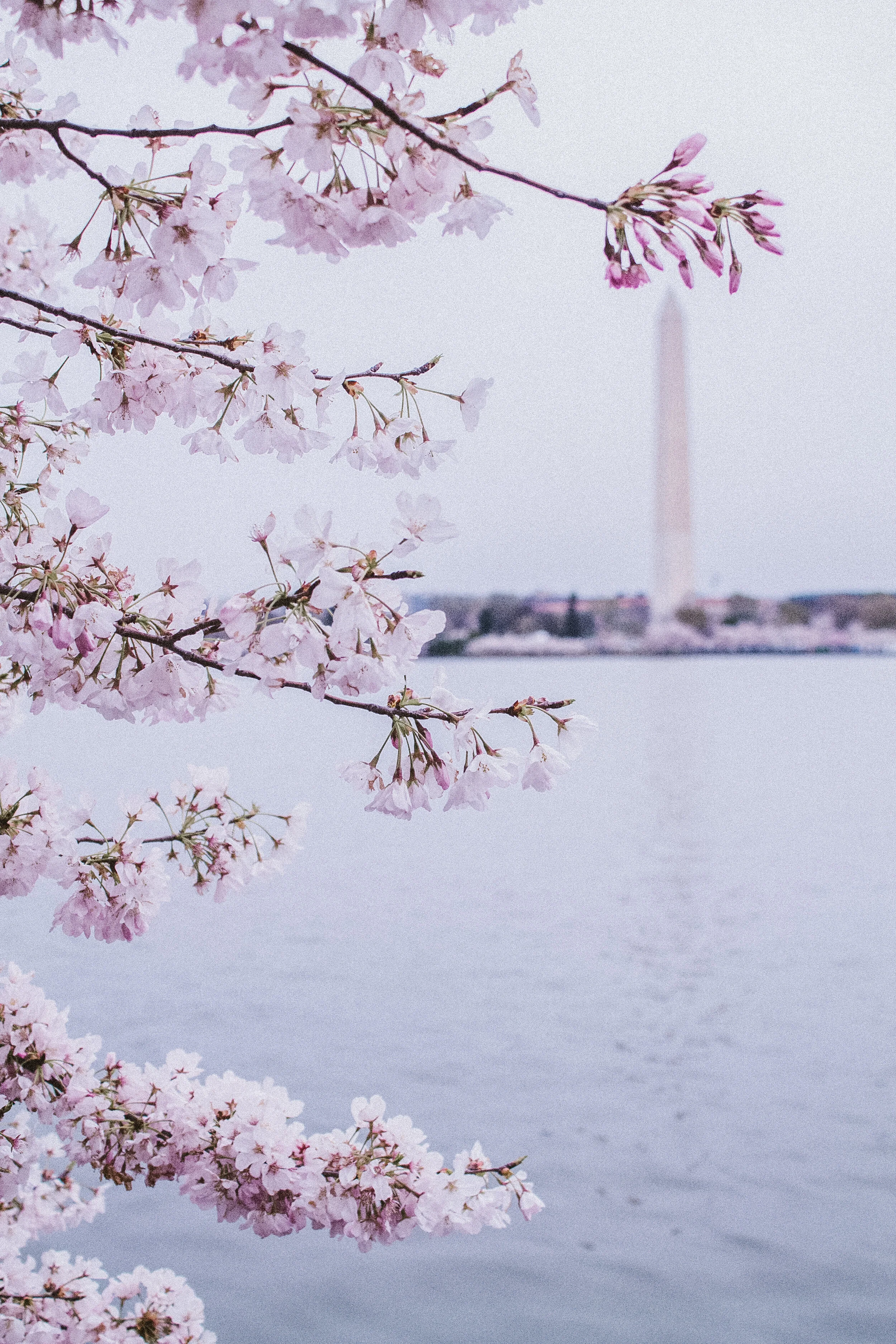 Cherry Blossoms | Washington, DC