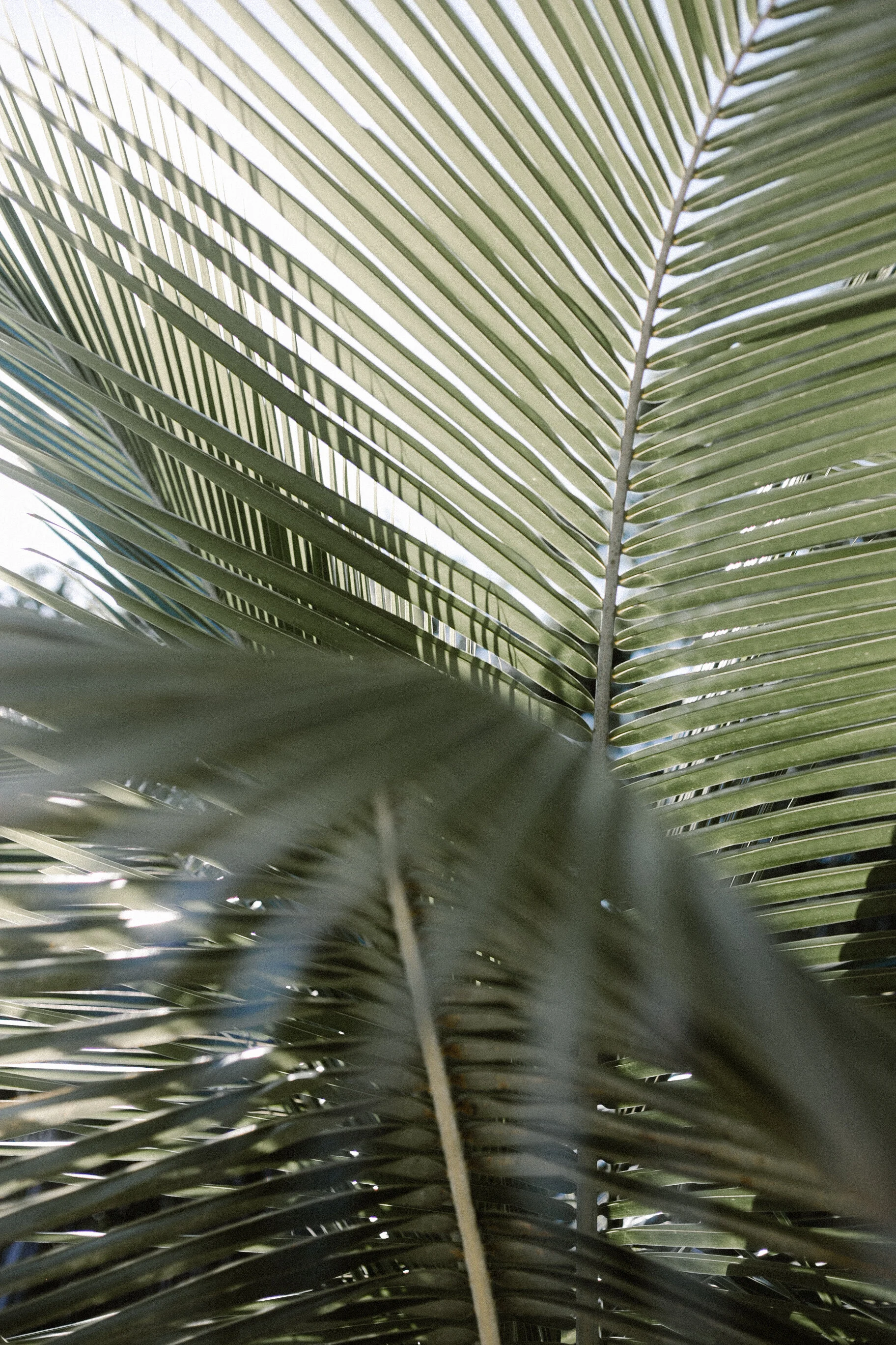 Palm Tree | Tulum, MX