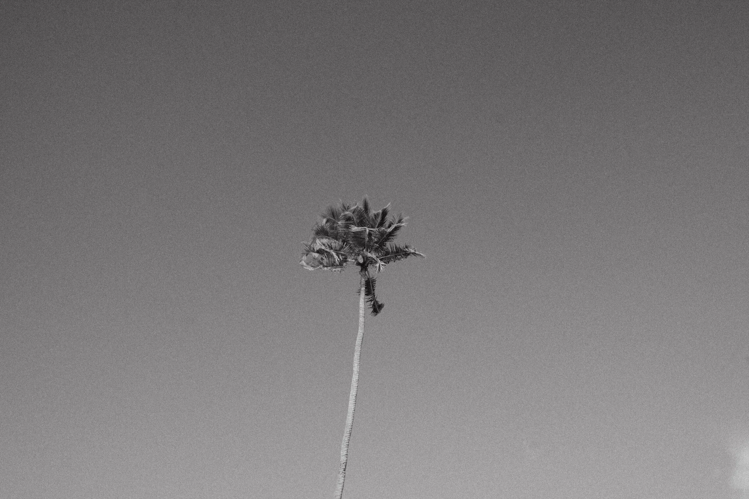 Palm Tree | Vieques, Puerto Rico