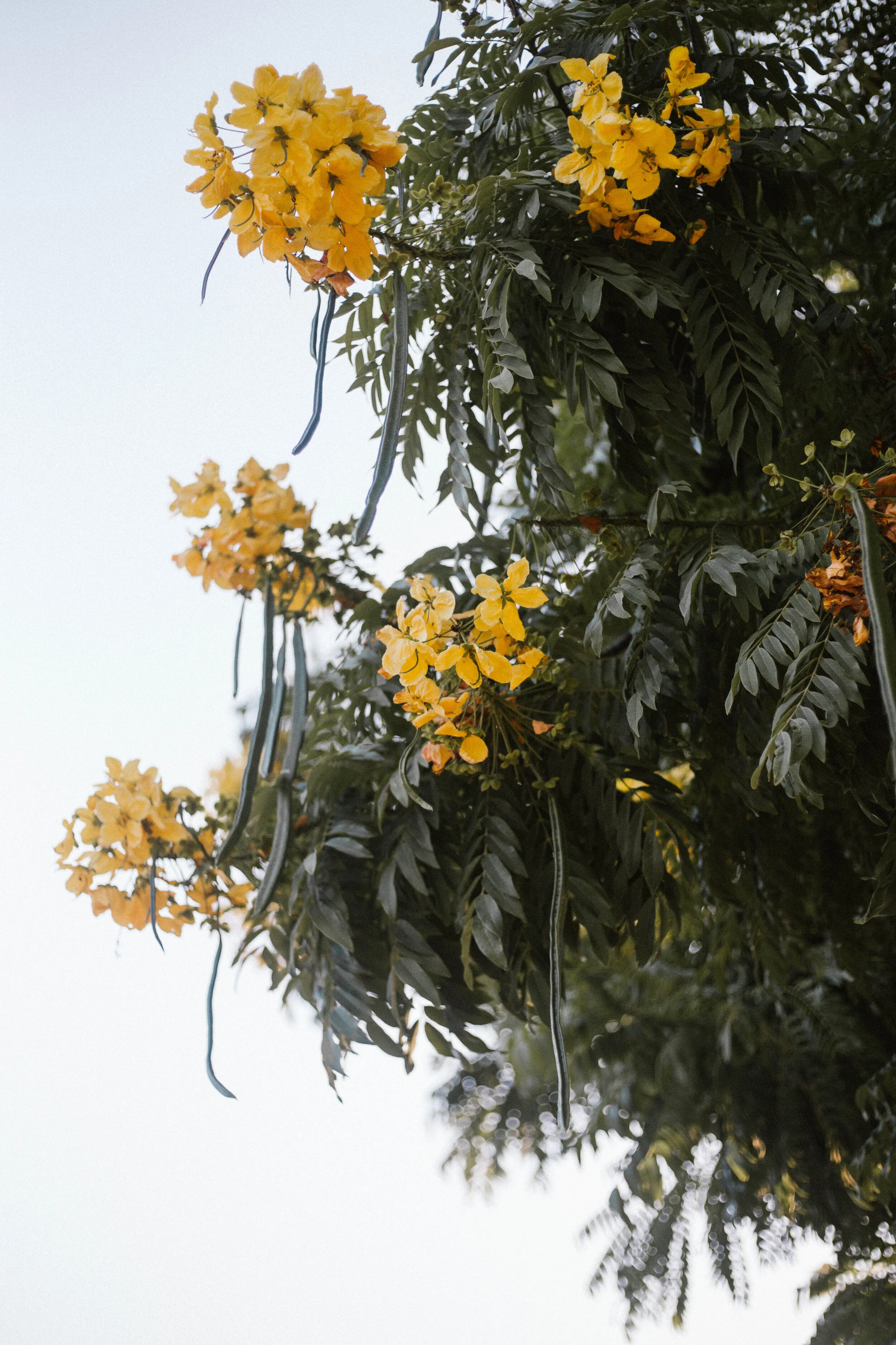 Flowers| San Diego, California