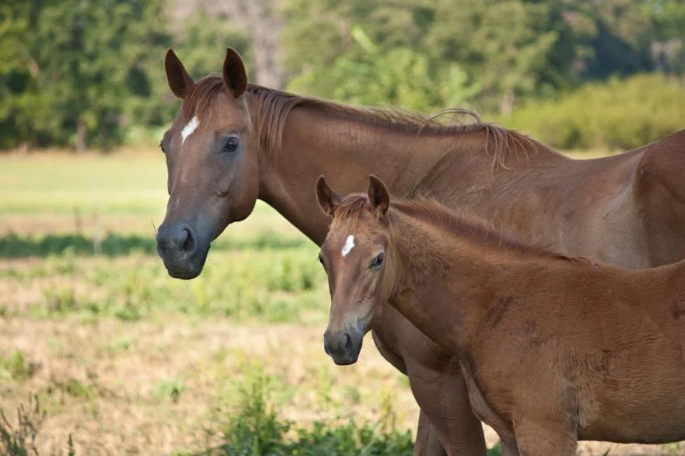 "Abra Joy", Photo Courtesy of Marea Breedlove Photography