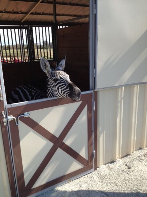 Zoe loves the new barn!