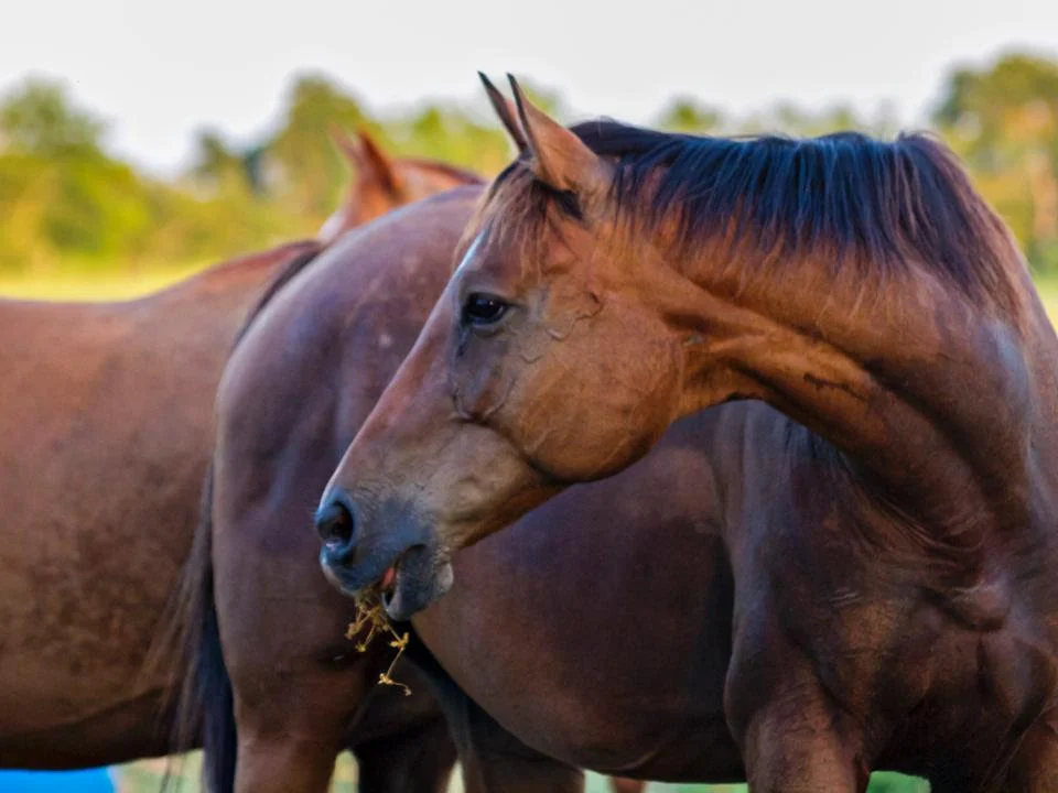 "Abra Joy", Photo Courtesy: Valerie Mellema, Photosuwant