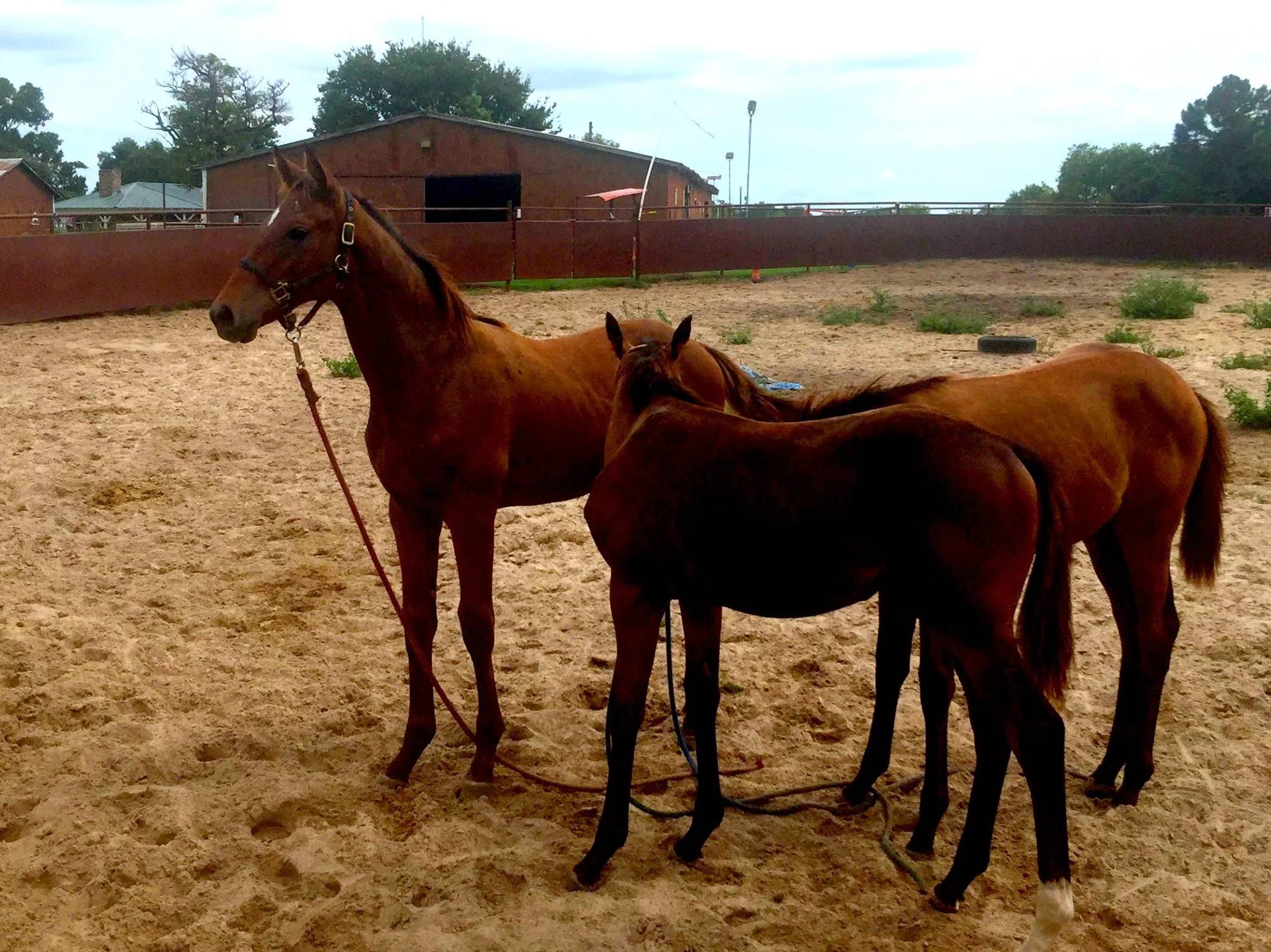 Photo credit to Julie Bailey of Aiming High Ranch in Sulphur Springs, Texas.