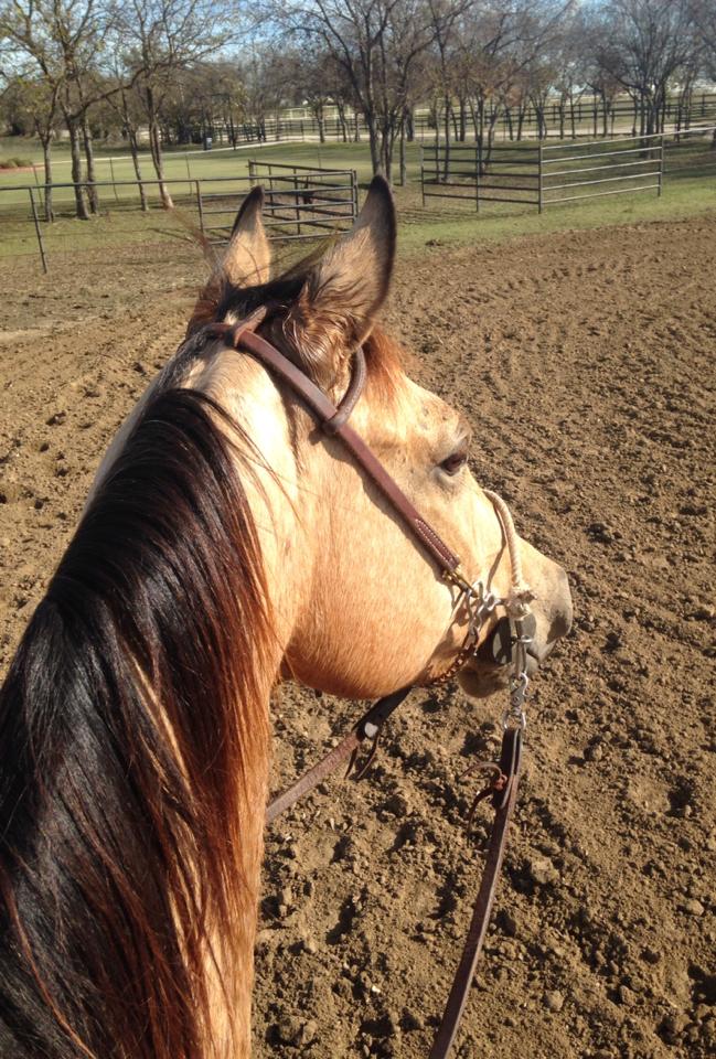 Photo Courtesy: Windy Griffith, Rebel Barrel Horses