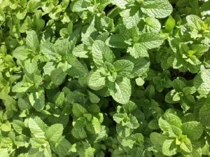 mint-1769560_960_720.jpg