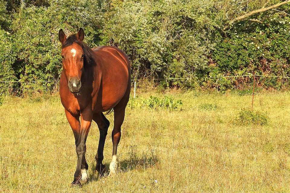 AmeriStall Horse Barns - How Much Land Do You Need for Horses?