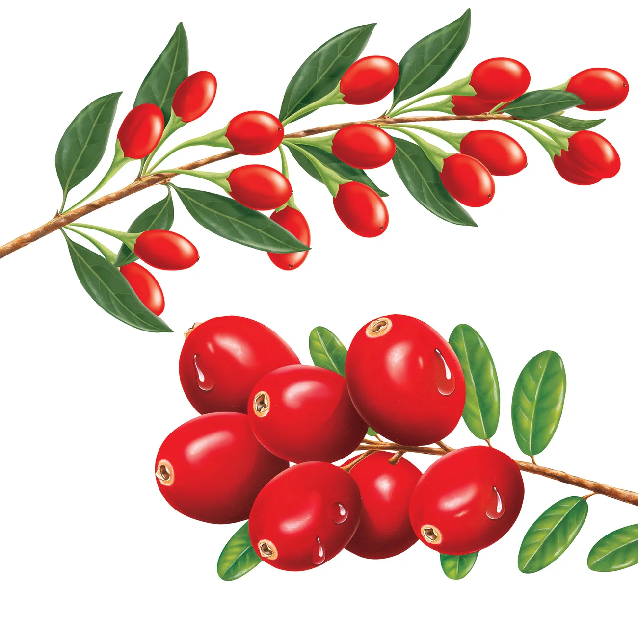 Goji berries top, Cranberries bottom