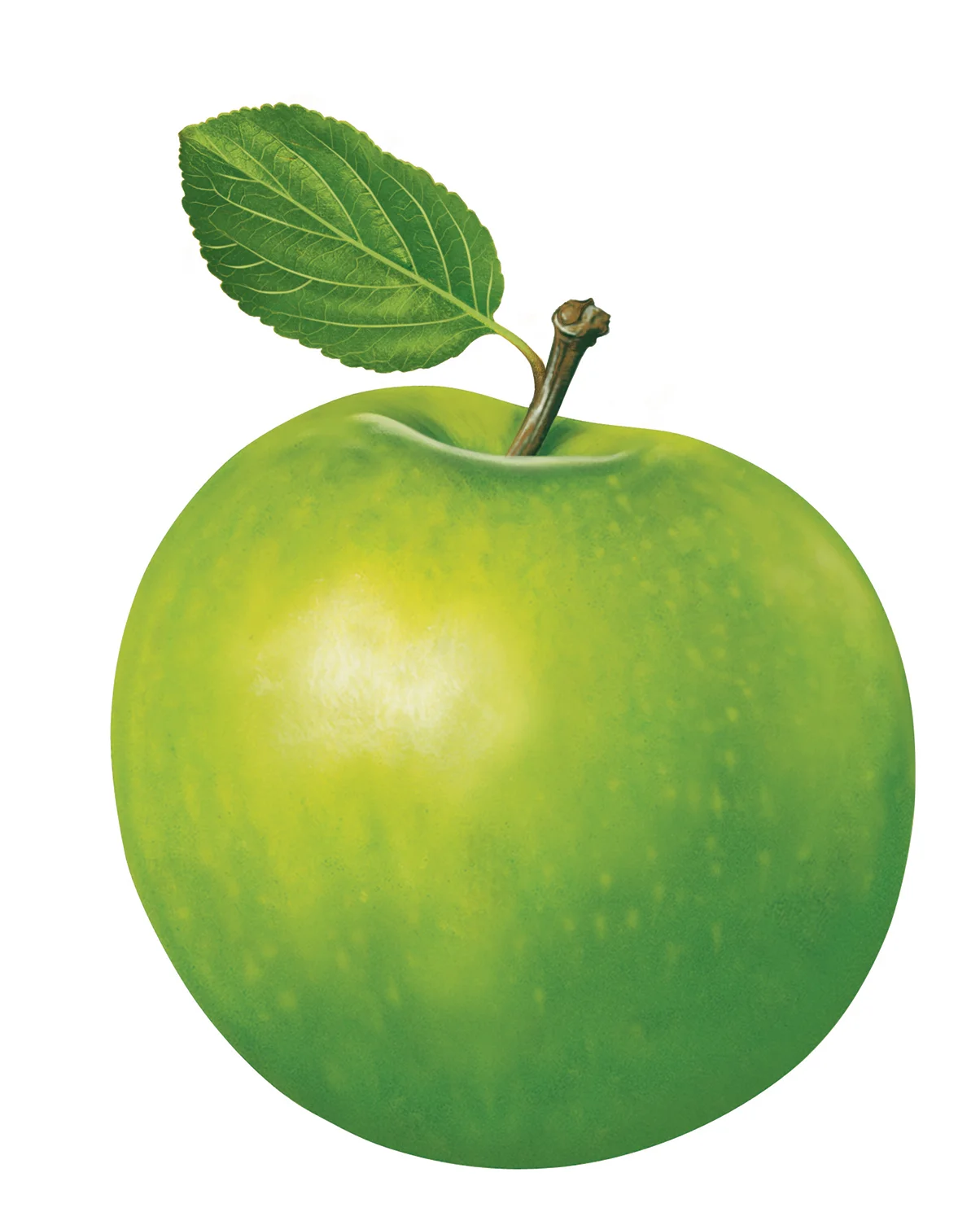 Apple--illustration.jpg