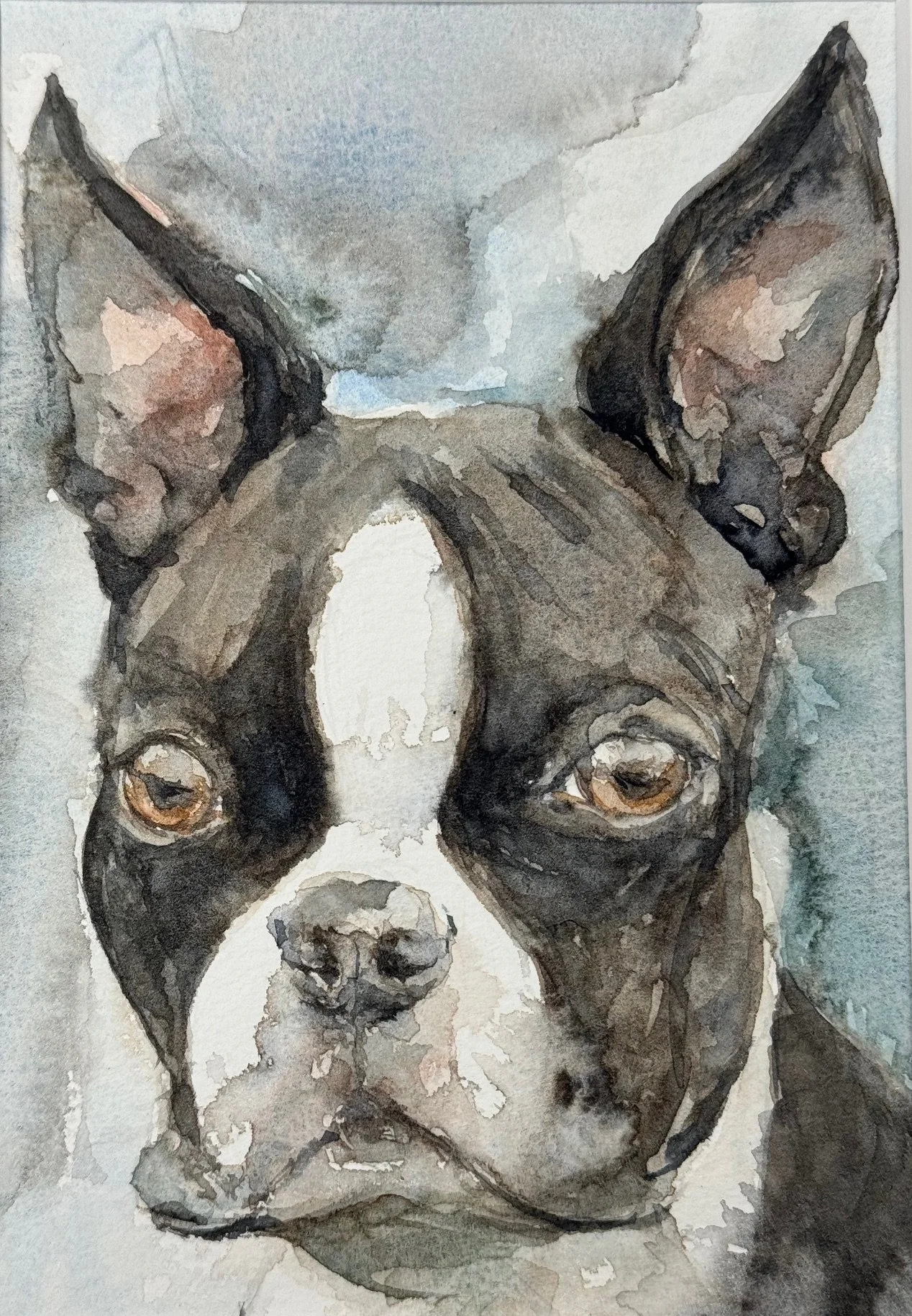 Boston Terrier #1