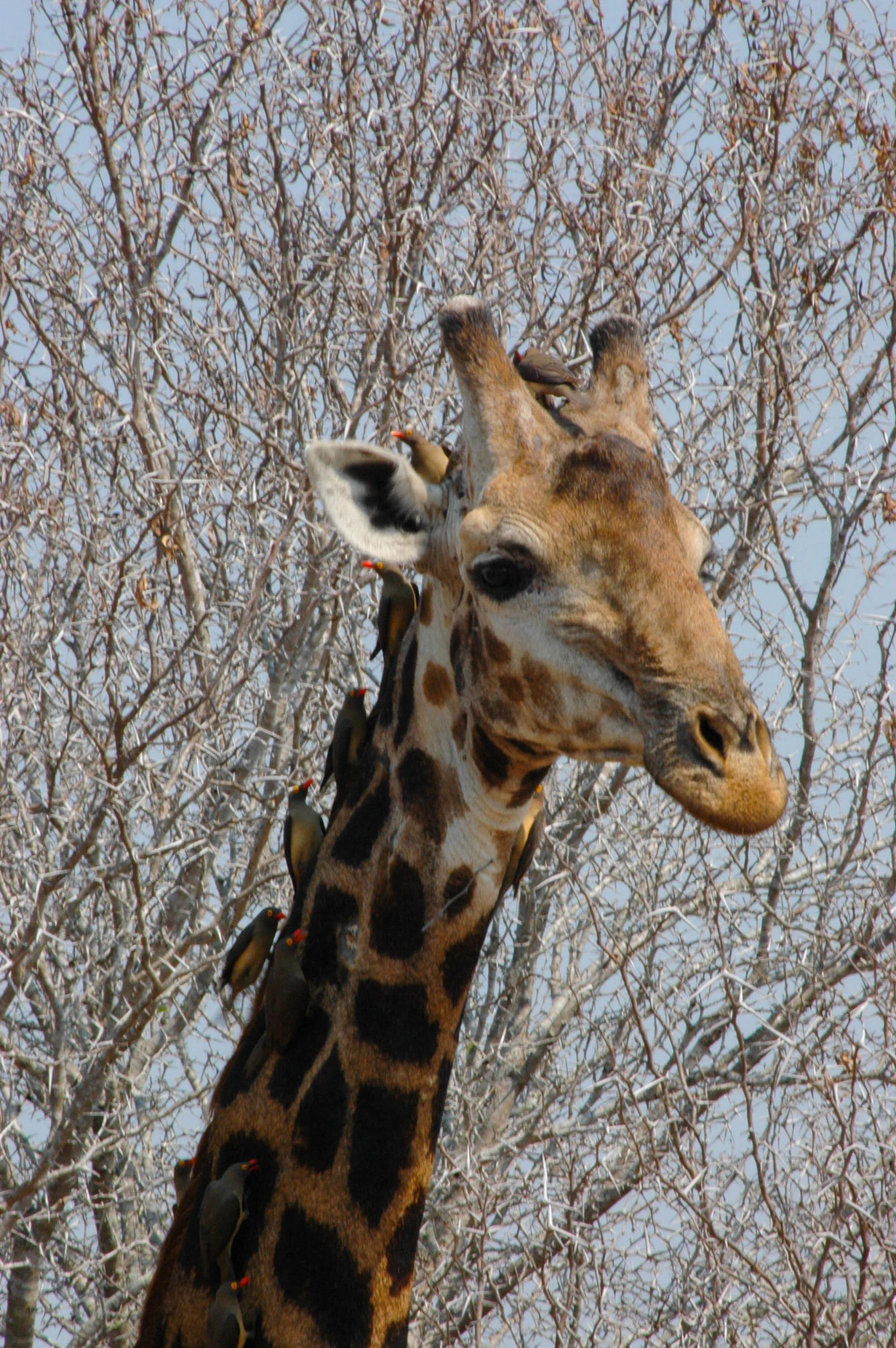 Giraff 1.jpg
