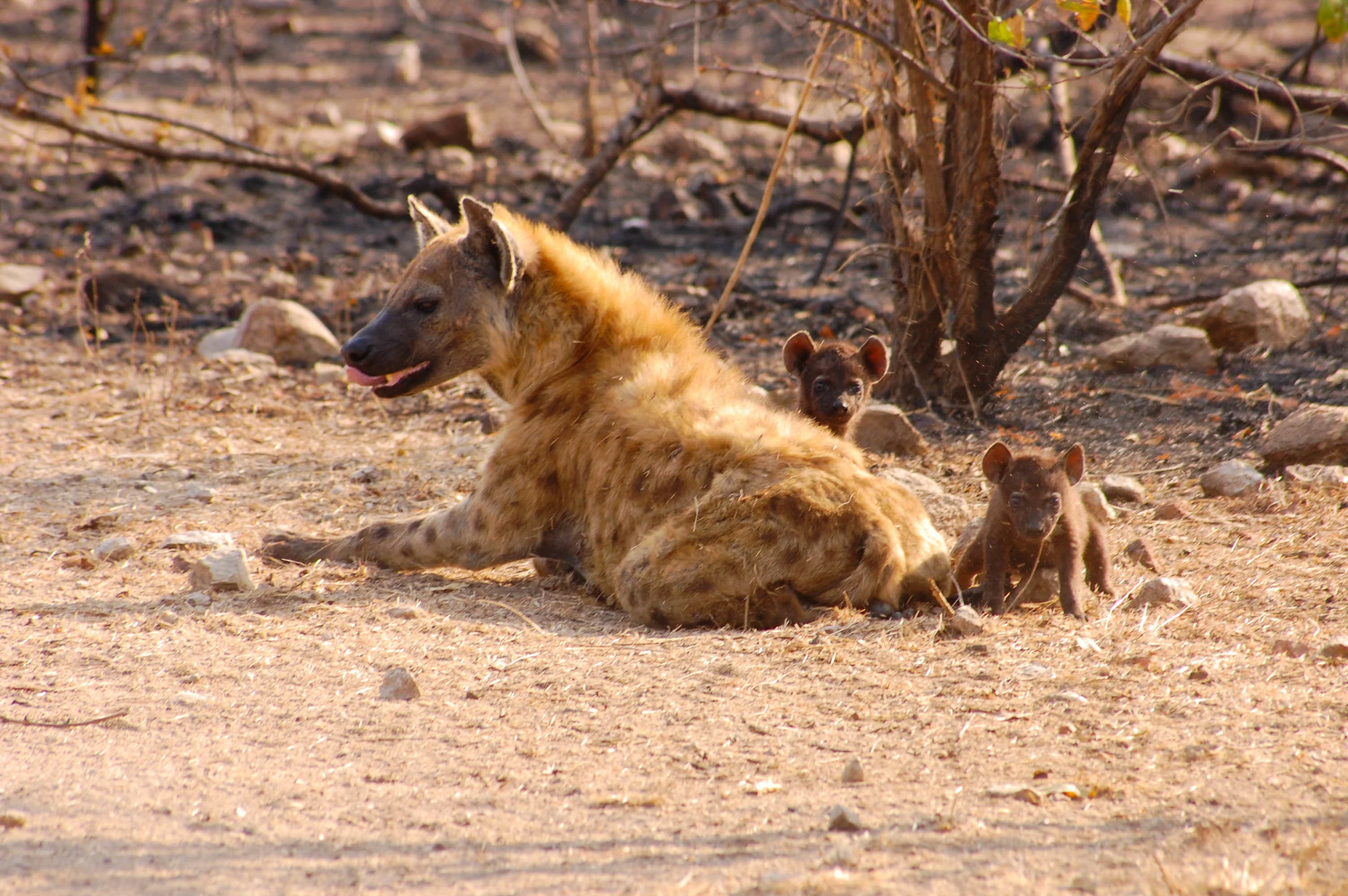 Hyena 1.jpg