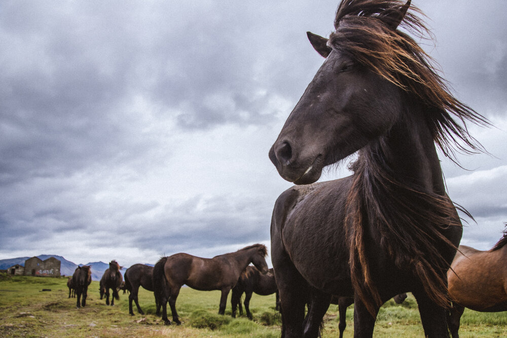 Icelandtravelphotographer-70.jpg