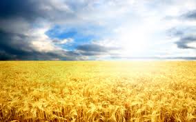 harvest