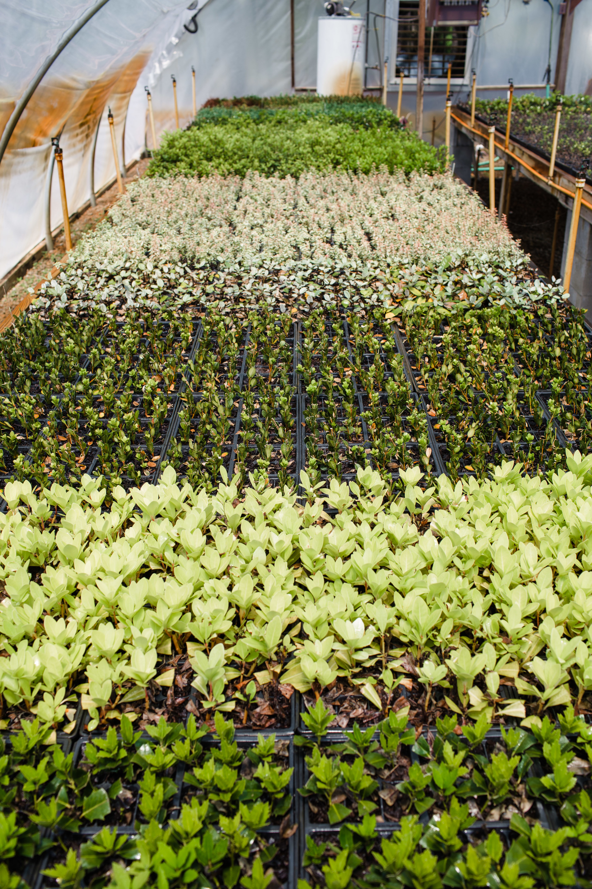 Watson's Nursery